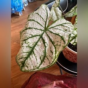 Caladium plant
